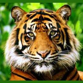 Big cat