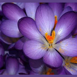 Pretty petals