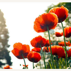 The flowers