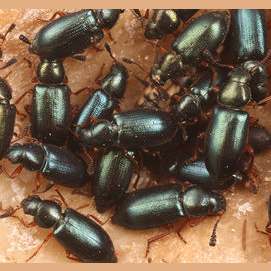 Bugs- all kinds 