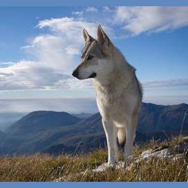 Wolf