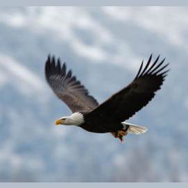 Eagle