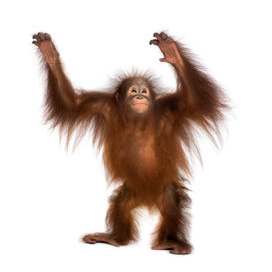 Monkey
