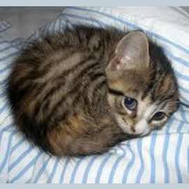 Curled up in bed