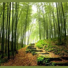 Hiking near the Forbiddin Forest