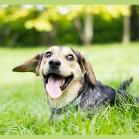 HUNDE!!!!