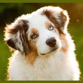 Dogs