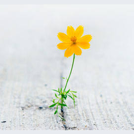 Optimistic