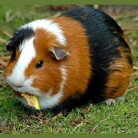 Rodents 