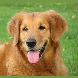 Dogs