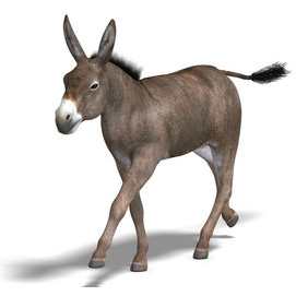 Mule