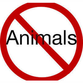 None. I have no time for animals.