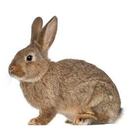 Rabbit 