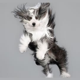 Your pet falling/almost falling off a cliff.