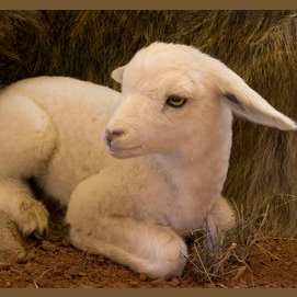 Lamb