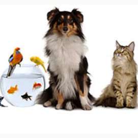Your pet(s)