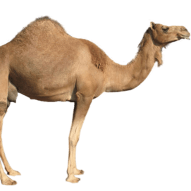 Camel