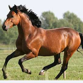 Horse