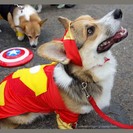 Iron Dog