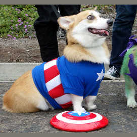 Captain Corgi