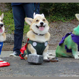 Thorgi