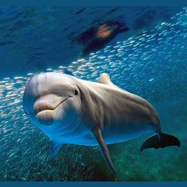 Dolphins