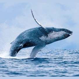 Whales