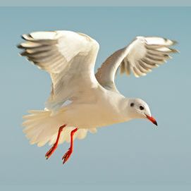 Seagulls