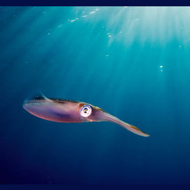 Squid