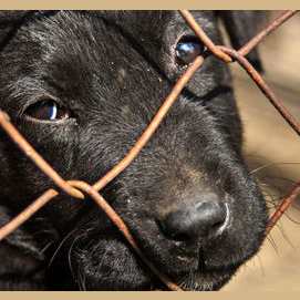 Animal rights