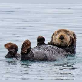 Otters