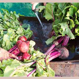 Protecting food sources