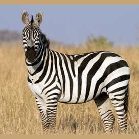 Zebra