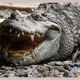 Crocodile