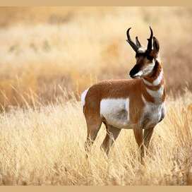 Antelope