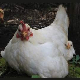 Chicken