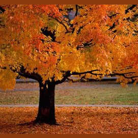 Fall 