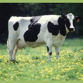 Cow