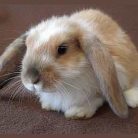 Rabbit