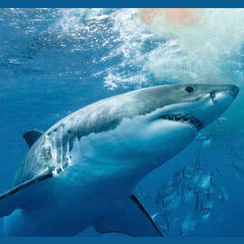 Shark