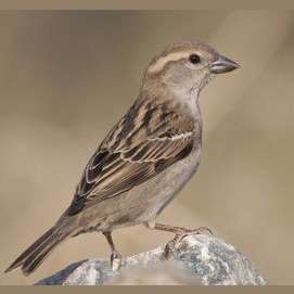 Sparrow