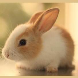 Bunny