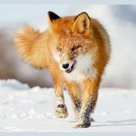 Fox