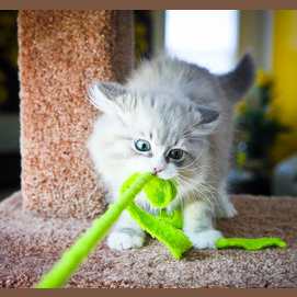 Tug-of-War!