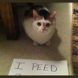 Carpet, I guess.