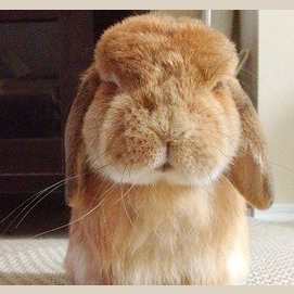 Bunny