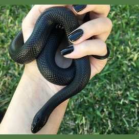Snake