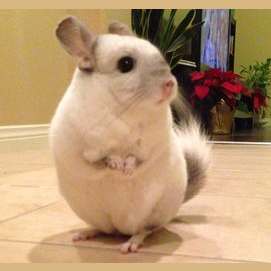 Chinchilla