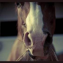 Any horse