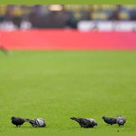 The one with pigeons 